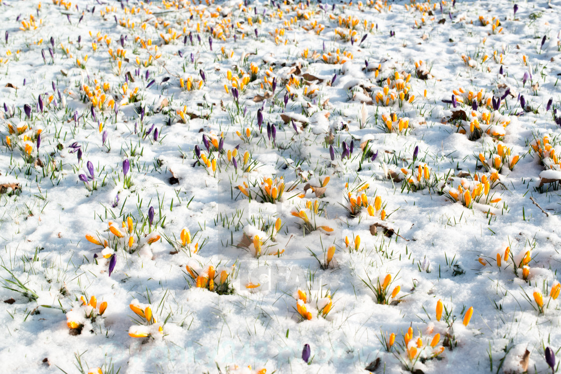 The Snow Melts and the Flowers Bloom